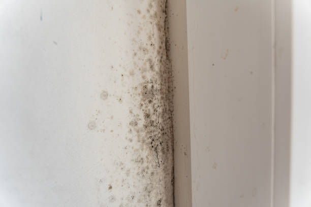 Best Mold Removal for HVAC Installations  in King George, VA